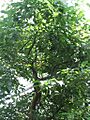 Cinnamomum camphora - camphor tree