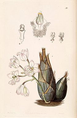 Clowesia rosea - Edwards vol 29 (NS 6) pl 39 (1843).jpg