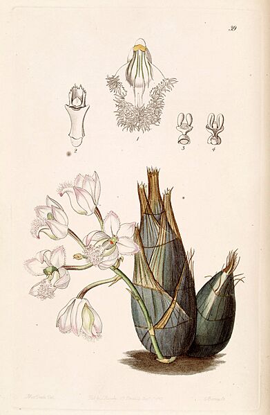Clowesia rosea - Edwards vol 29 (NS 6) pl 39 (1843)