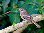 Archivo:Cnemotriccus fuscatus - Fuscous Flycatcher; Bodoquena, Mato Grosso do Sul, Brazil