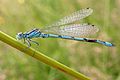 Coenagrion mercuriale