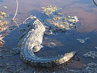 Archivo:Crocodylus acutus
