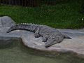 Crocodylus acutus Colombia 02