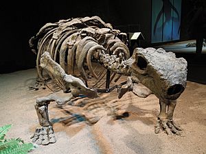 Archivo:Dinosaurium, Talarurus plicatospineus 2