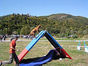 Archivo:Dog going up an agility A-frame