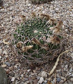 Archivo:Echinopsis cinnabarina