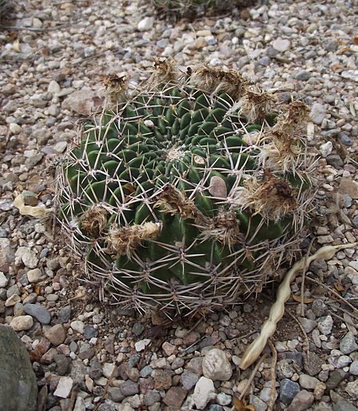 Echinopsis cinnabarina