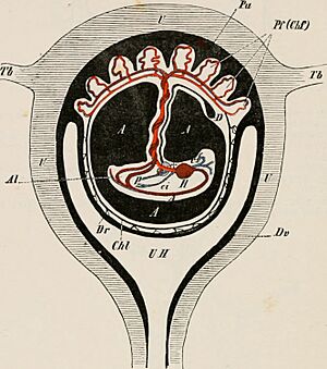 Archivo:Elements of the comparative anatomy of vertebrates (1886) (21057027940)