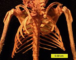 Archivo:Eptesicus fuscus ribcage