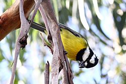 Falcunculus frontatus -Royal Botanic Gardens, Cranbourne, Australia-8.jpg