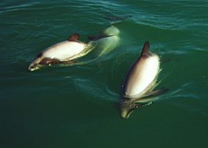 Archivo:Hector's Dolphins at Porpoise Bay 1999 a cropped