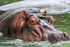 Archivo:Hippo memphis