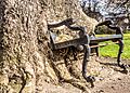 Hungry Tree at King’s Inns, Dublin-12930865674
