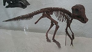 Archivo:Hypacrosaurus Altispinus