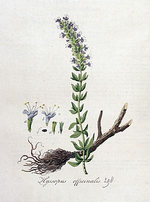 Archivo:Hyssopus offinalis — Flora Batava — Volume v4