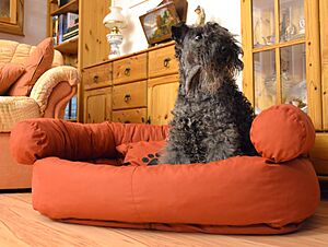 Archivo:Kerry-Blue-Terrier