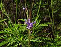 Lavandula canariensis canariae 2601