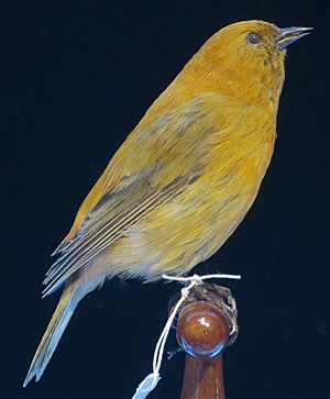 Archivo:Loxops ochracea Roths, male (Maui 'akepa), Bishop Museum, Honolulu