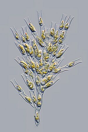 Archivo:Mikrofoto.de-Dinobryon divergens