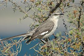 Mockingbird (Mimus polyglottos) (126224340)