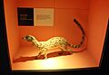 Natural History Museum (15517242592)