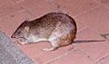 Northern Brown Bandicoot