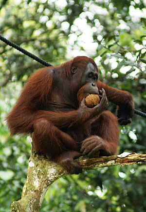 Archivo:Orang Utan, Semenggok Forest Reserve, Sarawak, Borneo, Malaysia