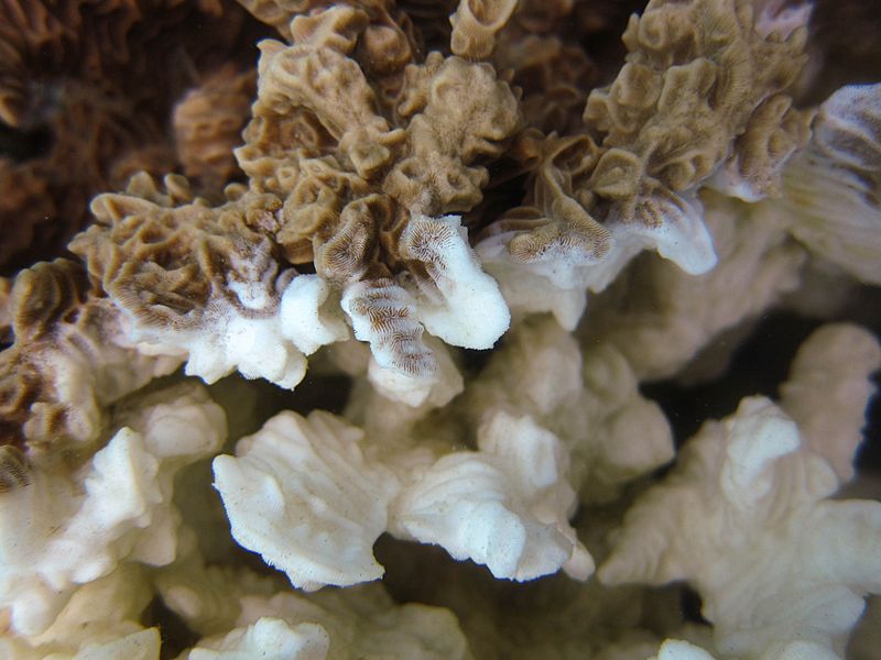 Pachyseris rugosa, blanqueo