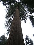 Parque Nacional Sequoia3583