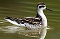 Phalarope à bec étroit cropped