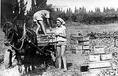 Archivo:PikiWiki Israel 2940 Kibutz Gan-Shmuel sk23- 123 גן-שמואל-בגן הירק 1954