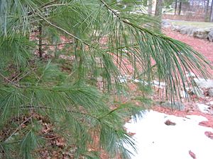 Archivo:Pinus strobus