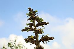 Puya bicolor3.jpg