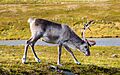 Reno (Rangifer tarandus), Honningsvåg, Noruega, 2019-09-03, DD 15