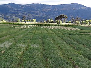 Archivo:Samacá Boyacá 07