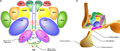 Schematic representation of the hypothalamic nuclei