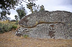 Archivo:Sierpe en la fuente La Carrozal en Pino del Oro