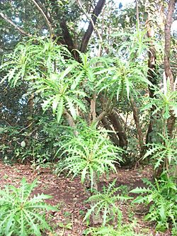 Sonchus canariensis.jpg