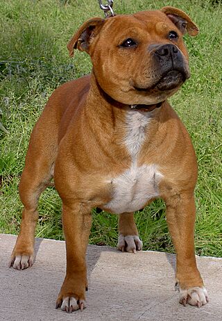 Staffie.jpg