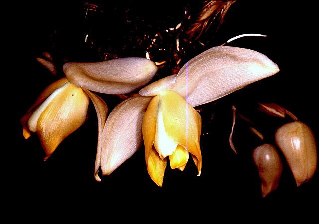 Stanhopea tricornis Orchi 01