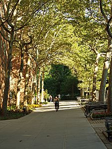 Archivo:Stuyvesant Town New York Tree lined path