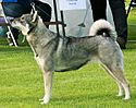 Archivo:Swedish Elkhound
