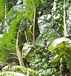 Swiss Chard.jpg