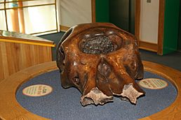 Archivo:TCMI Mastodon skull 1