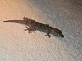 Tarentola gomerensis