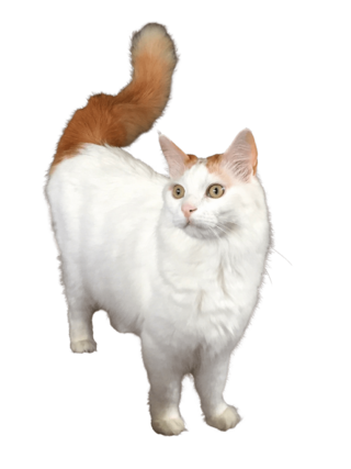 Turkish Van cat transparent.png