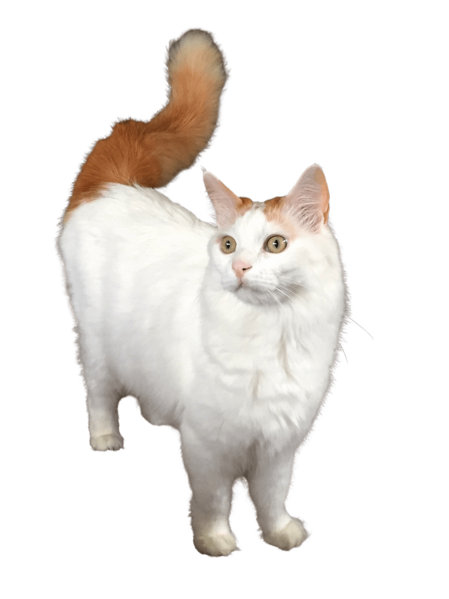 Turkish Van cat transparent