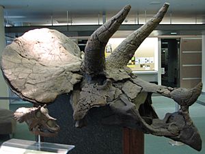 Archivo:UCMP Triceratops right