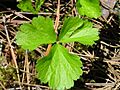 Waldsteinia fragarioides 16 (5097399953)