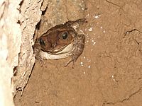 Western Giant Toad4 .cu (3).jpg